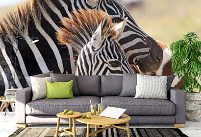 Fototapeta Zebra a mláďa 1563